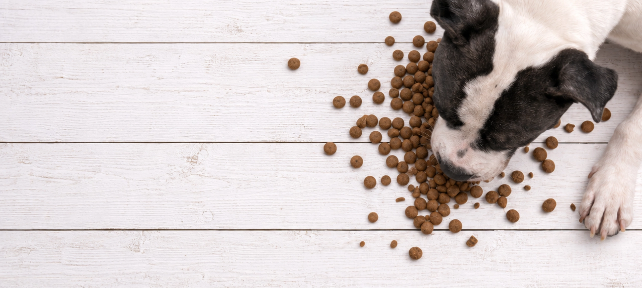 Schwarz-weißer Hund frisst Trockenfutter-Kroketten auf weißem Dielenboden.